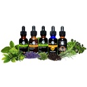 cedar-bear-uri-lixer-a-liquid-herbal-sup-3.jpg