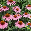 echinacea-purpurea-powder-4oz-wildcrafte-2.jpg