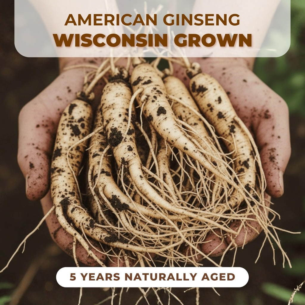 hlx-american-ginseng-pearl-root-7-year-p-4.jpg