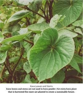 kava-waka-powder-authentic-noble-kava-ro-3.jpg