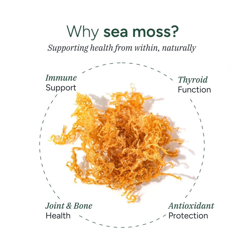 root-labs-10-in-1-alpha-sea-moss-gummies-5.jpg