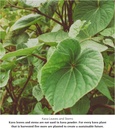 100-noble-kava-root-powder-1-2-pound-8-o-2.jpg