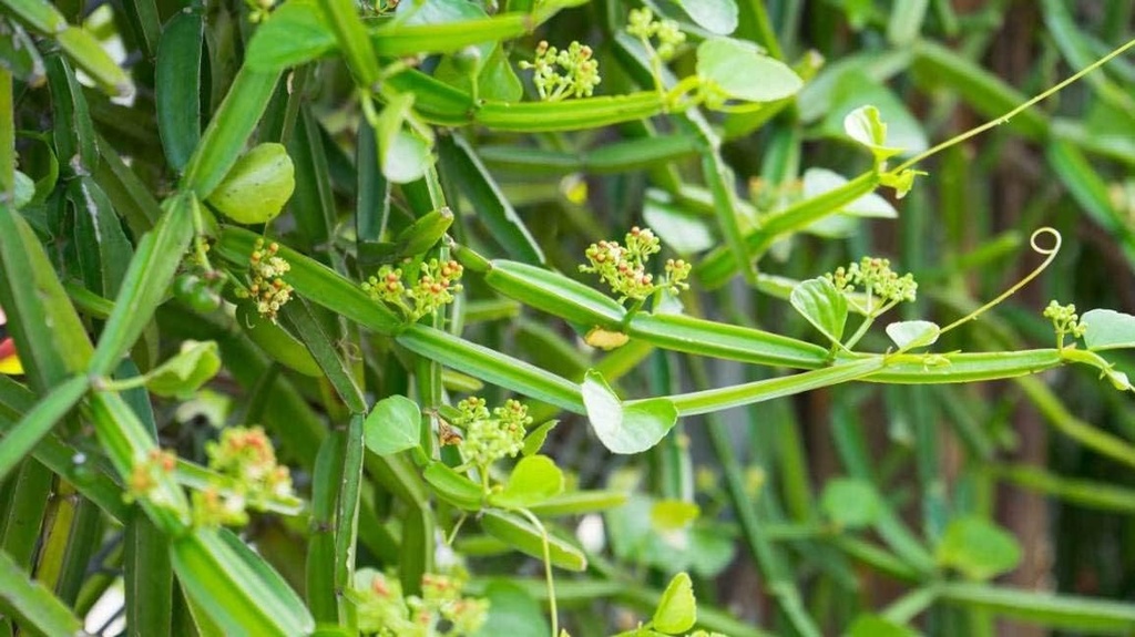 cissus-quadrangularis-powder-200-gms-044-4.jpg
