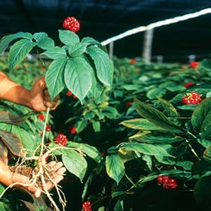 hsu-s-sku-0100-8-long-extra-large-americ-5.jpg