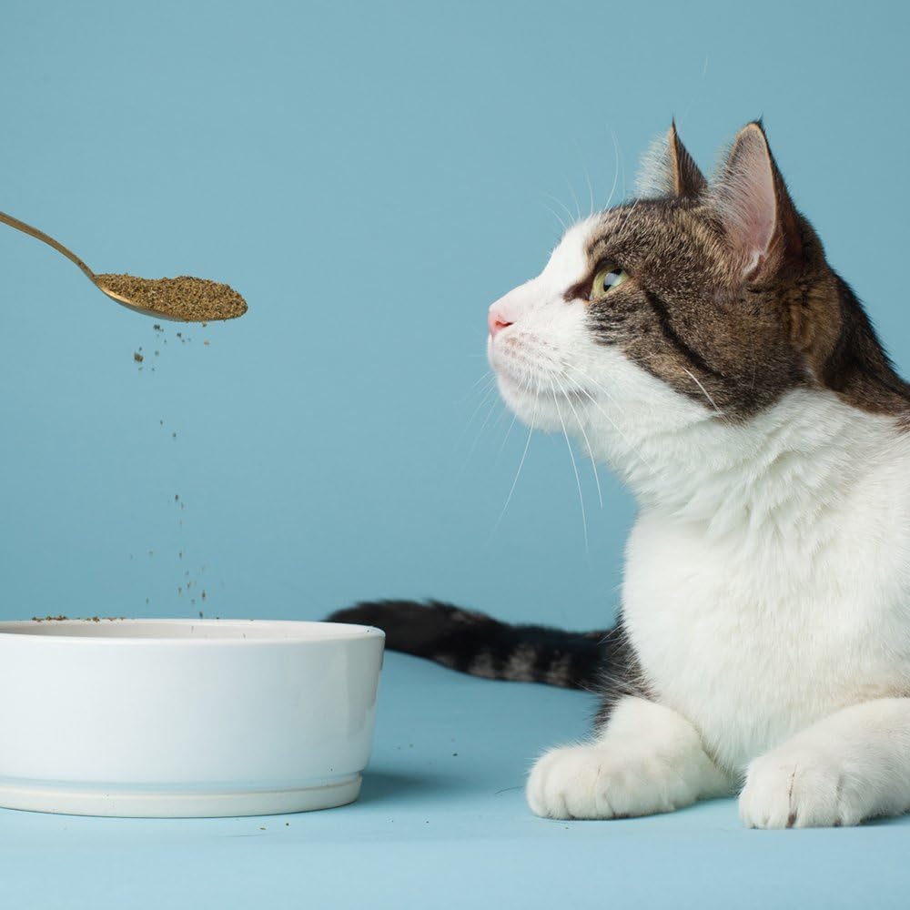 the-missing-link-pet-kelp-feline-well-be-2.jpg