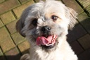 dog-amino-acid-supplements---dog-lysine--3.jpg