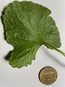 ginkgo-gotu-kola-brahmi-90-vcaps-375-mg--4.jpg