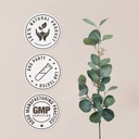 ginkgo-biloba-alcohol-free-natural-tinct-4.jpg