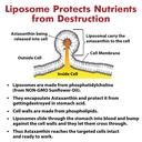 liposomal-24mg-astaxanthin-for-max-absor-6.jpg