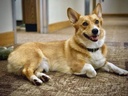 dog-minerals-vitamins---ultra-vitamins-f-3.jpg