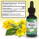 natures-answer-mullein-herb---mullein-le-3.jpg