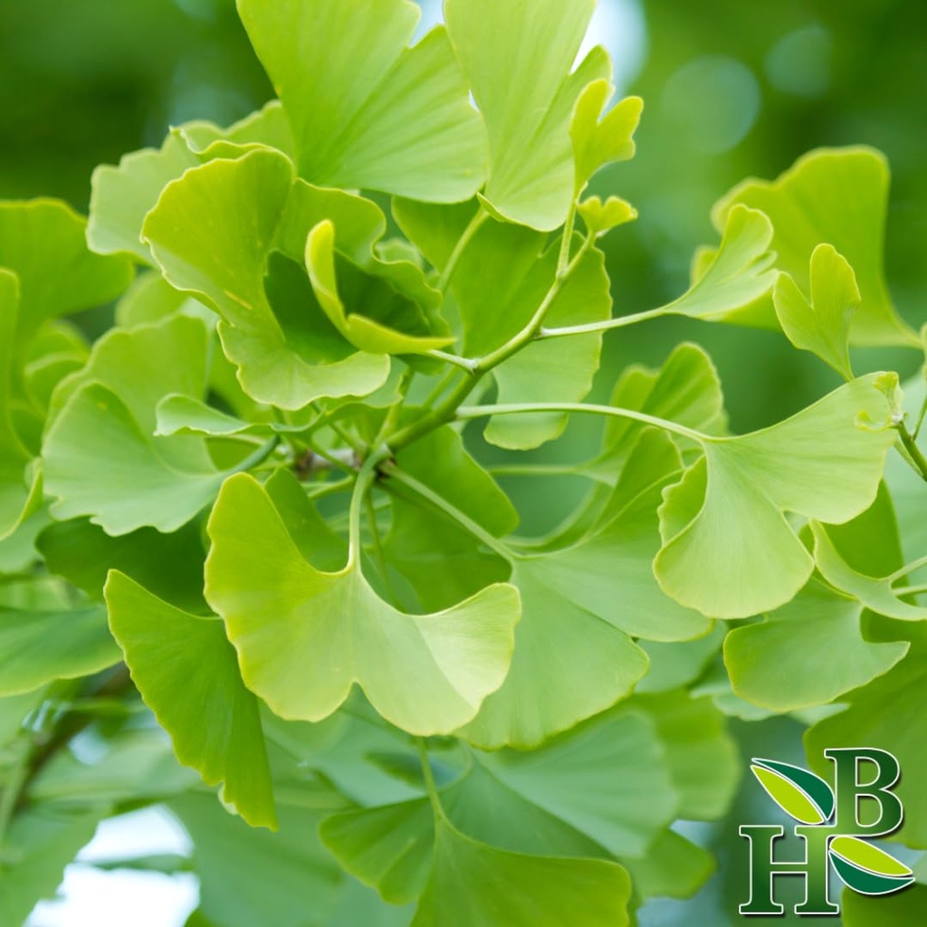 herb-to-body-ginkgo-leaf-powder-4oz-wild-61W1k87ANsL.jpg