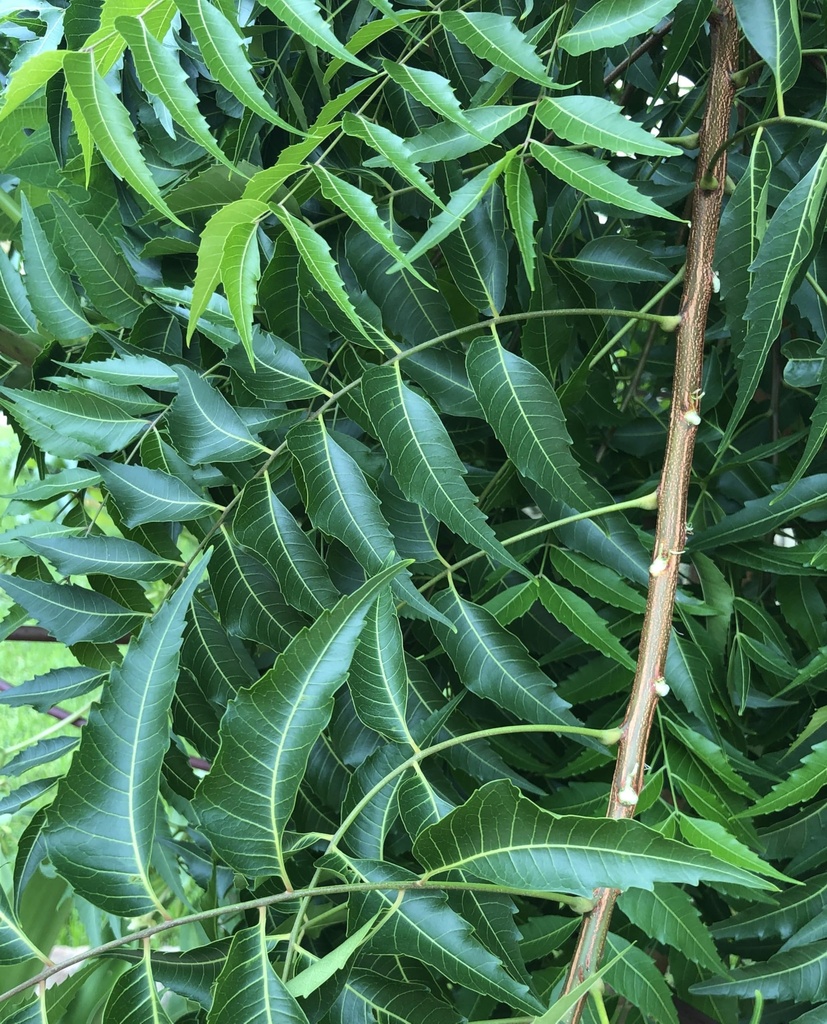 fresh-neem-leaves-200-leaves-margosa-aza-91tEDPIK8GL.jpg