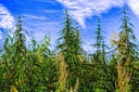 pure-wellness-hemp-seed-oil-drops-pepper-3.jpg