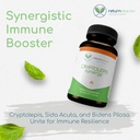 cryptolepis-synergy-immune-support-vitam-2.jpg