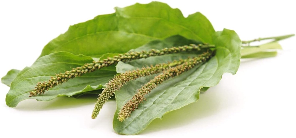 food-to-live---organic-whole-psyllium-hu-6.jpg