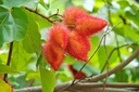 ground-annatto-seed-powder-bulk-bag-1-po-3.jpg