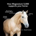 magnesium-5000-10lb-calmingmetabolismmus-2.jpg