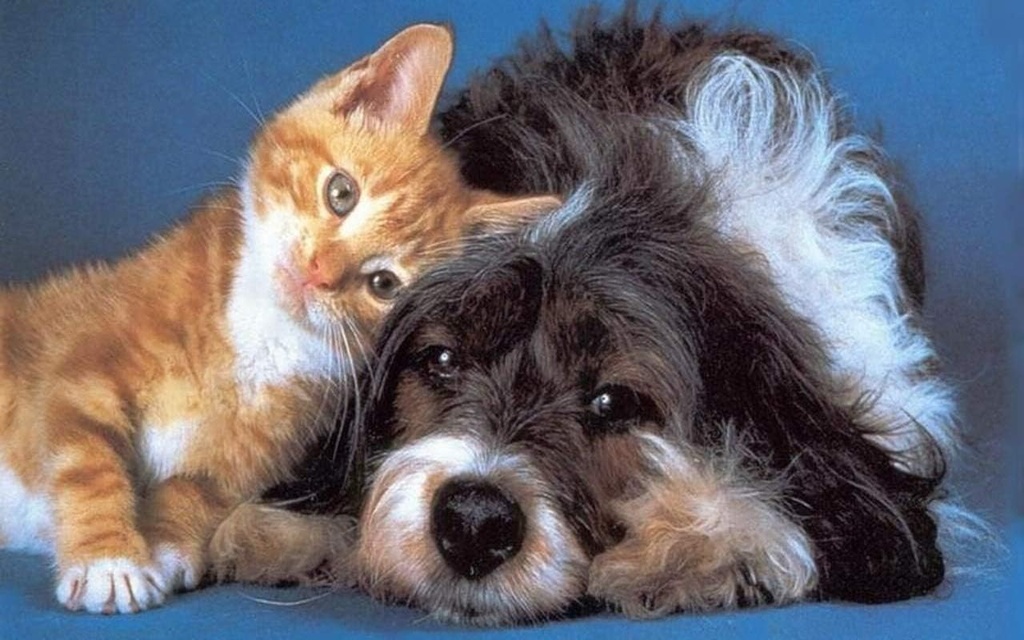 i-love-my-pets-llc-immunity-dog-suppleme-3.jpg