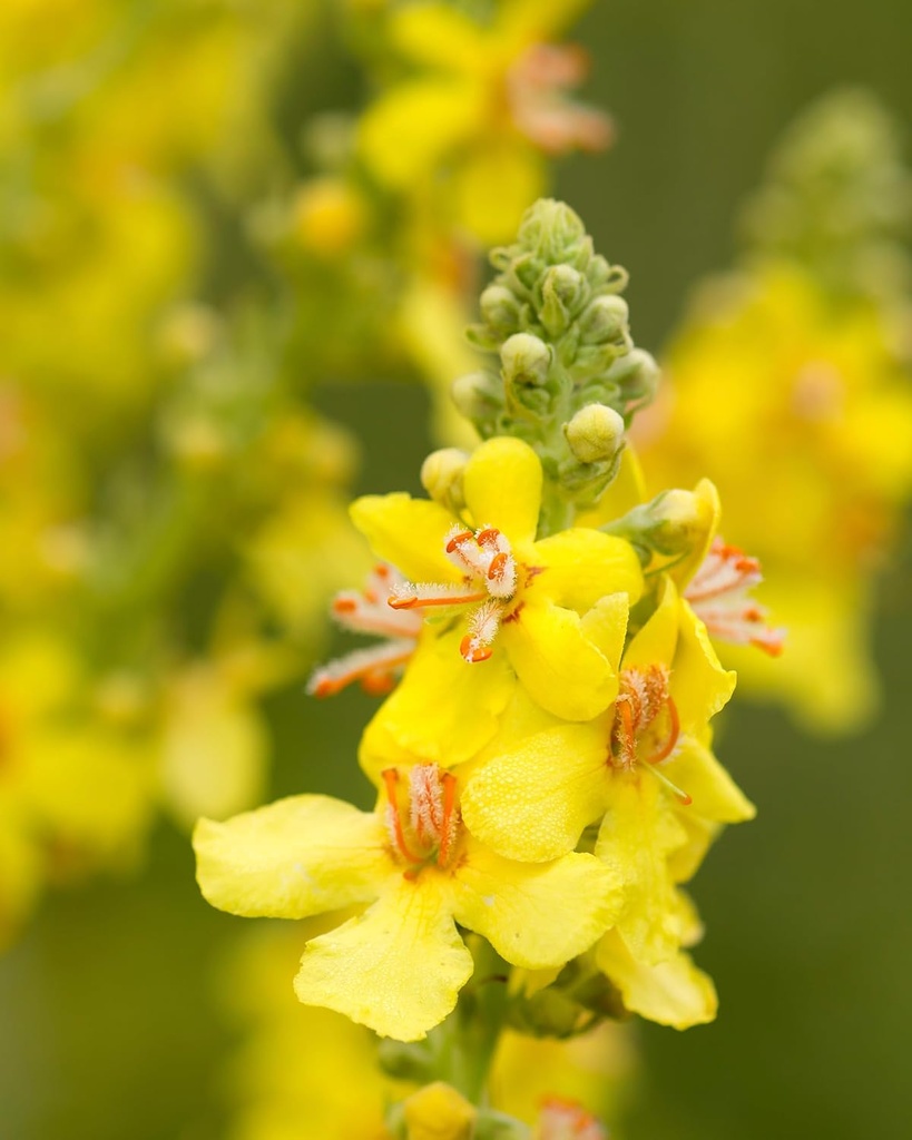 herb-pharm-certified-organic-mullein-ble-6.jpg