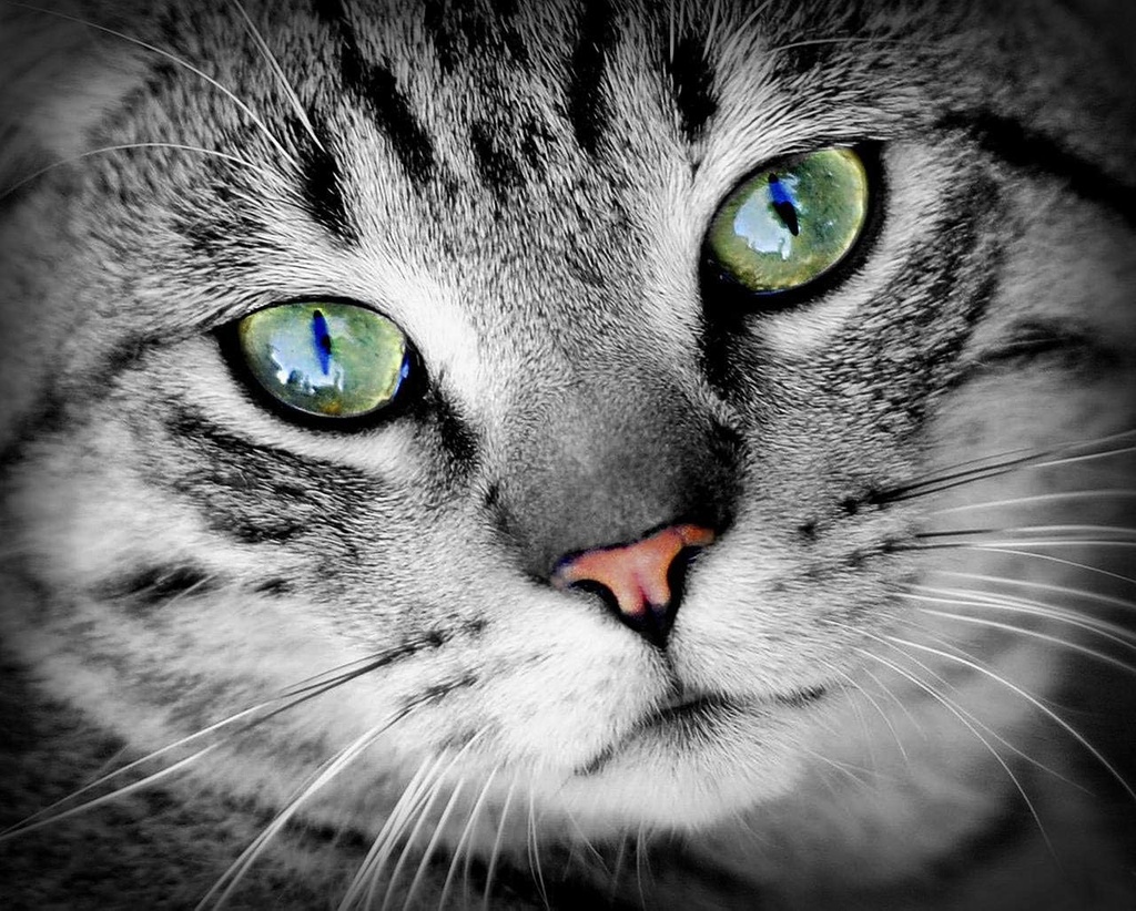 cat-eyesight-supplement---cats-eye-healt-3.jpg