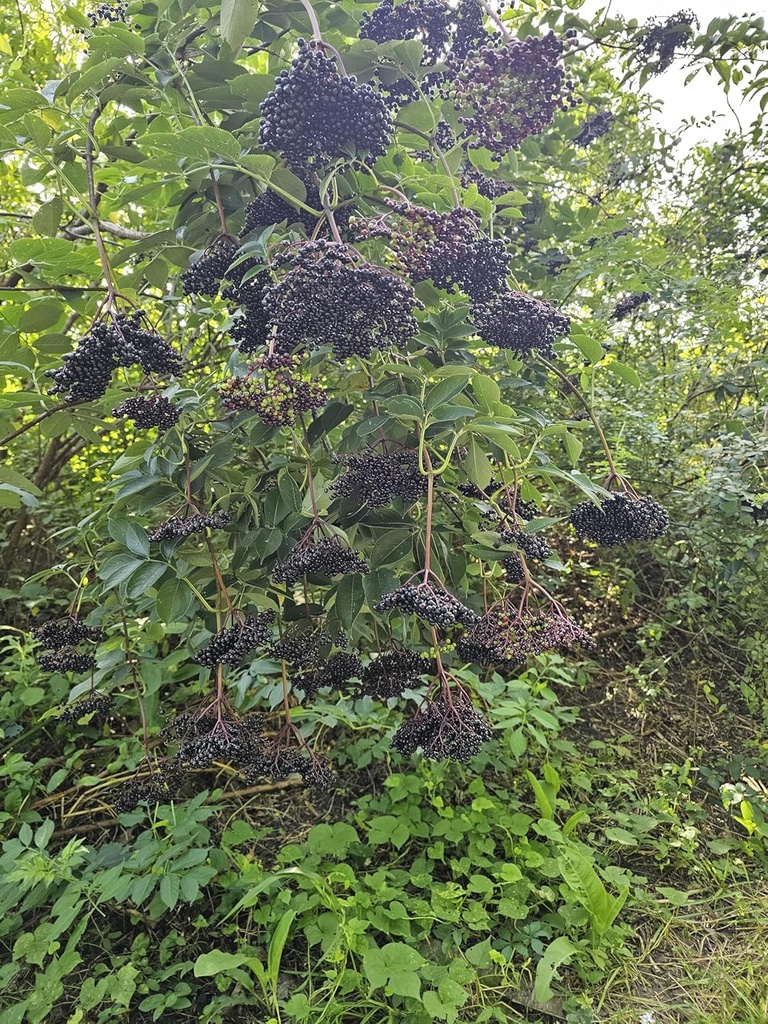 elderberry-tincture-2oz-organic-non-gmo--4.jpg