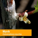 herb-pharm-myrrh-liquid-extract-for-immu-2.jpg