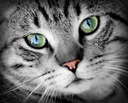 cat-eye-vitamins---cats-eye-health-compl-3.jpg