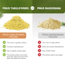 eco-taste-pine-pollen-powder-6-ounce-wil-6.jpg