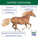 stance-equitec-gastrobuf---normal-stomac-4.jpg