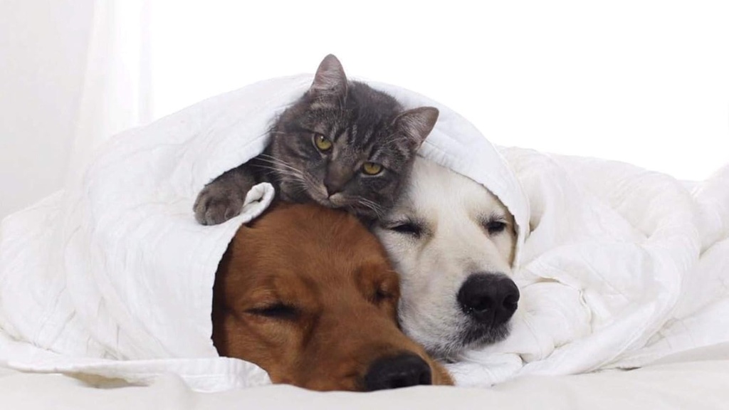 i-love-my-pets-llc-older-cat-supplements-4.jpg