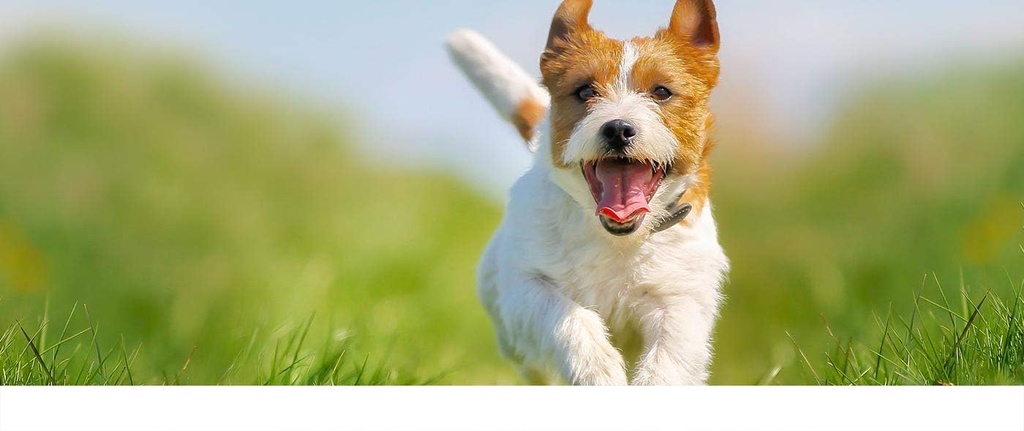 immune-support-vitamins---dogs-immune-su-5.jpg