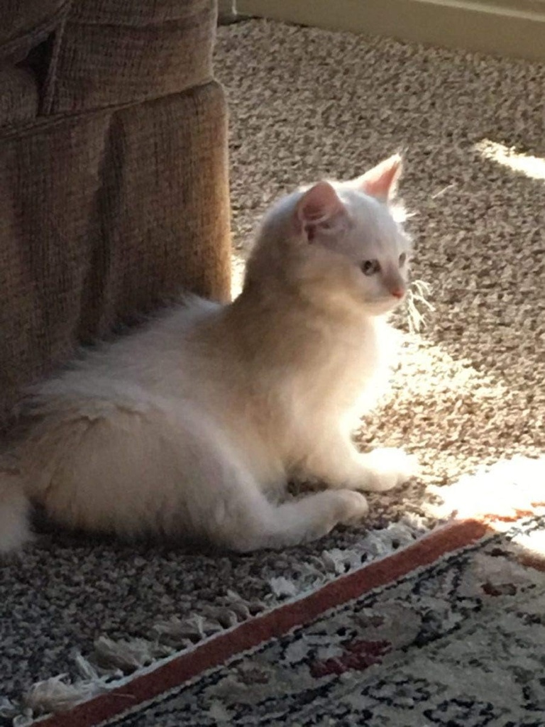 i-love-my-pets-llc-immune-booster-for-ca-3.jpg