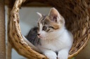 i-love-my-pets-llc-immune-booster-for-ca-4.jpg
