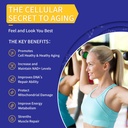 liposomal-nad-500mg-with-tmg-300mg-actua-5.jpg