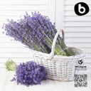 organic-lavender-capsules---lavender-pil-6.jpg