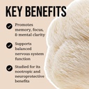 north-spore-organic-lions-mane-mushroom--4.jpg