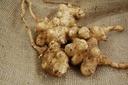 jerusalem-artichoke-tubers-sunroot-sunch-3.jpg