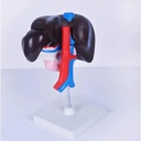 froon-human-organ-model-artificial-liver-2.jpg