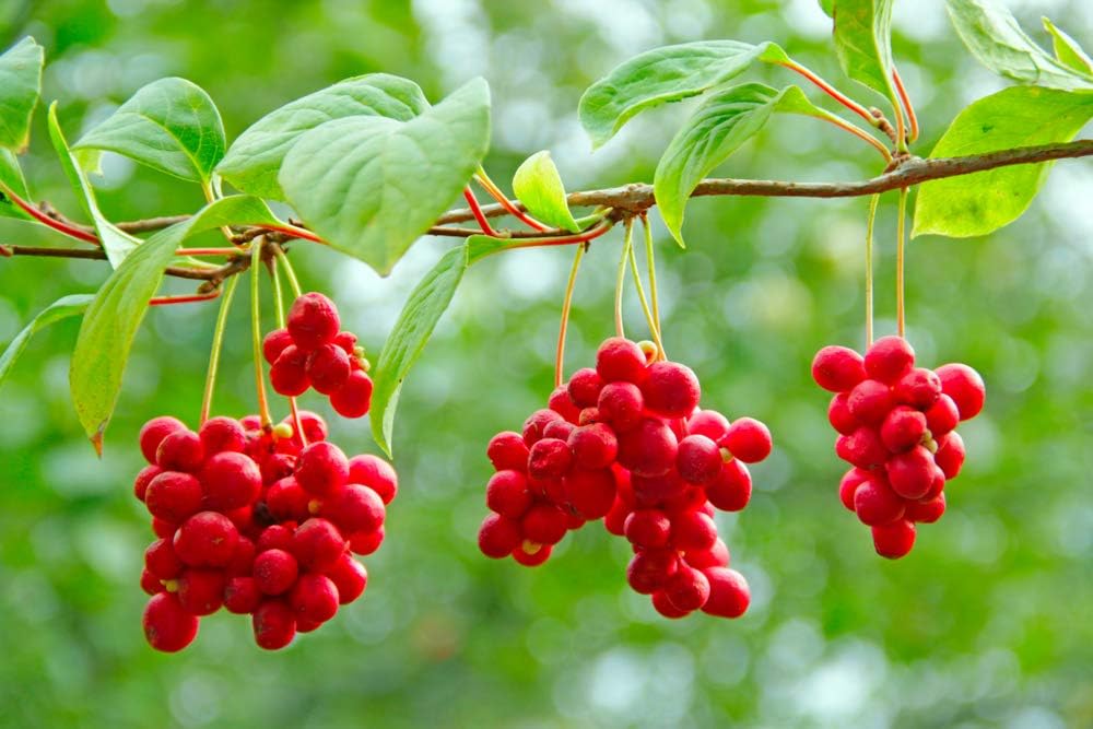 cedar-bear-liver-build-a-liquid-herbal-s-3.jpg