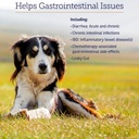 rx-vitamins-nutrigest---dog-probiotics-f-5.jpg