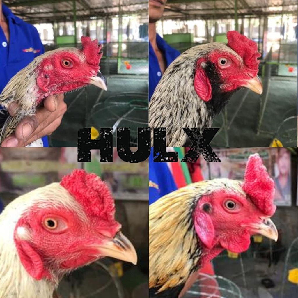 hulx-mega-ppr-926-100-tablets-rooster-bo-4.jpg