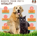 natural-dog-company-coldwater-atlantic-s-4.jpg