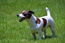 dog-vomit-diarrhea---probiotics-for-dogs-4.jpg