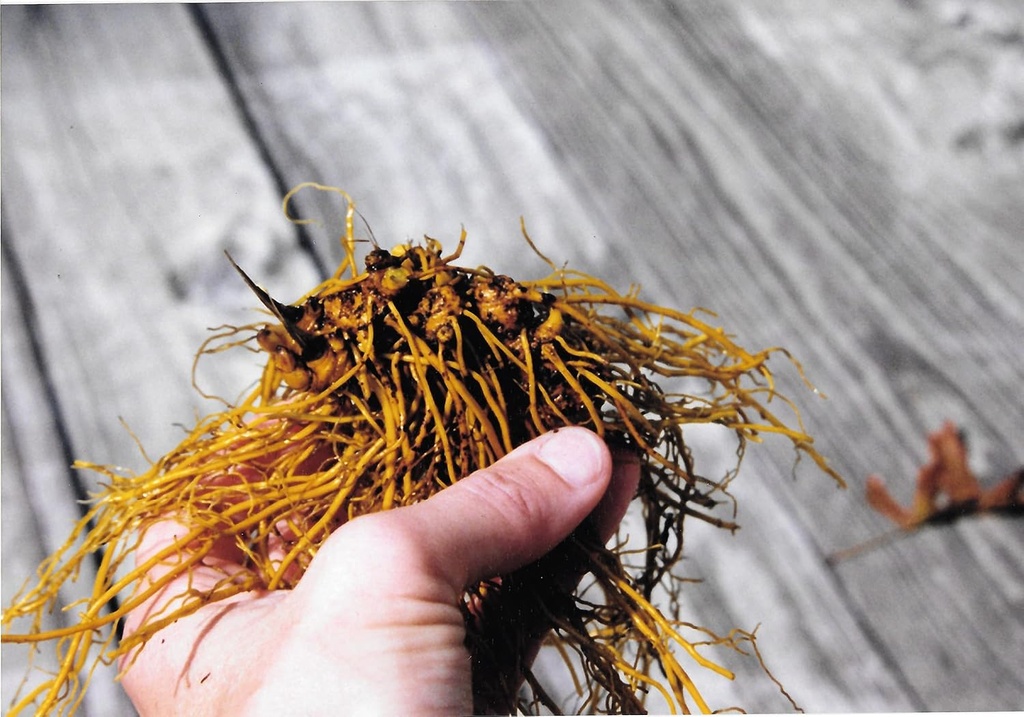 goldenseal-root-powder-usa-grown-package-6.jpg