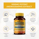 sandhu-herbals-andrographis-paniculata-k-4.jpg