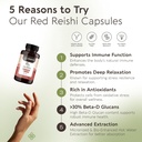 longevity-botanicals-reishi-mushroom-ext-3.jpg