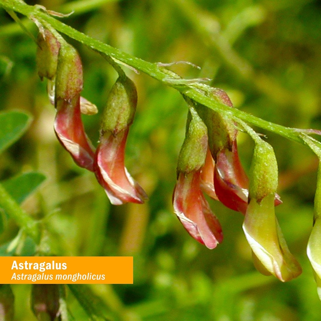 herb-pharm-certified-organic-astragalus--3.jpg