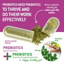 bacillus-subtilis-spore-based-probiotic--4.jpg