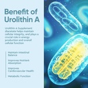 urolithin-a-supplement-1000mg-healthy-ag-5.jpg